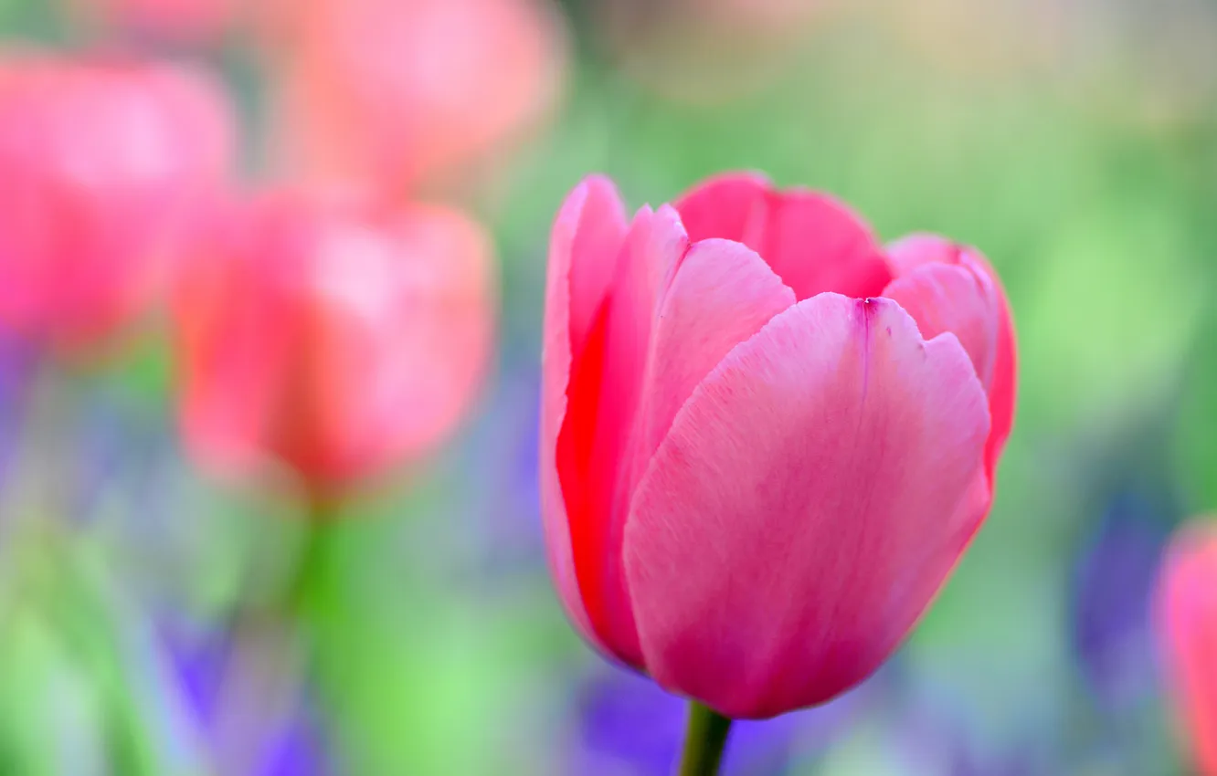 Фото обои макро, тюльпан, лепестки, сад