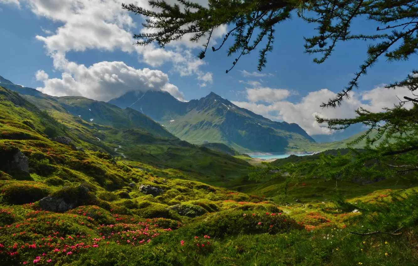 Фото обои трава, облака, цветы, горы, озеро, Франция, Альпы, солнечно