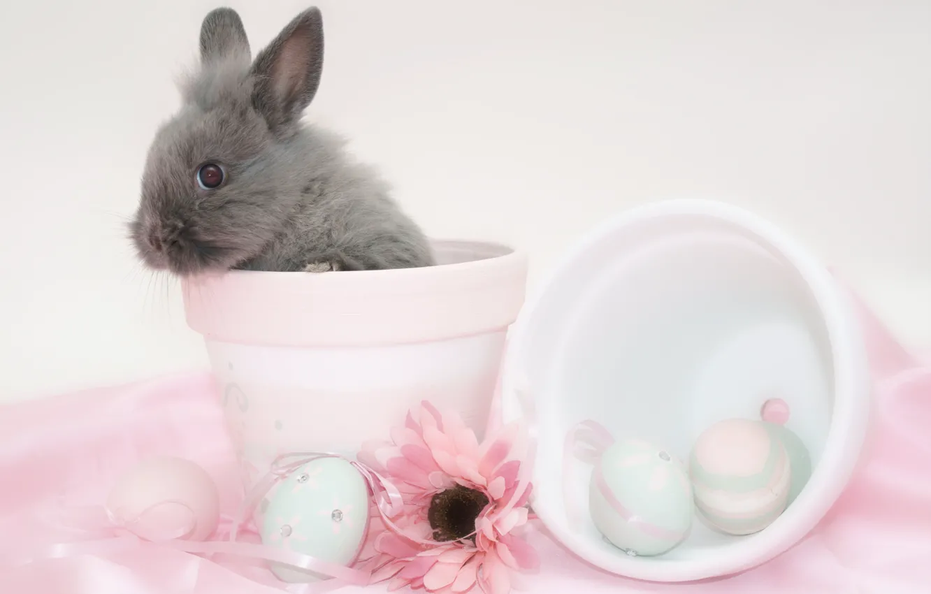 Фото обои цветок, яйцо, кролик, пасха, горшок, easter