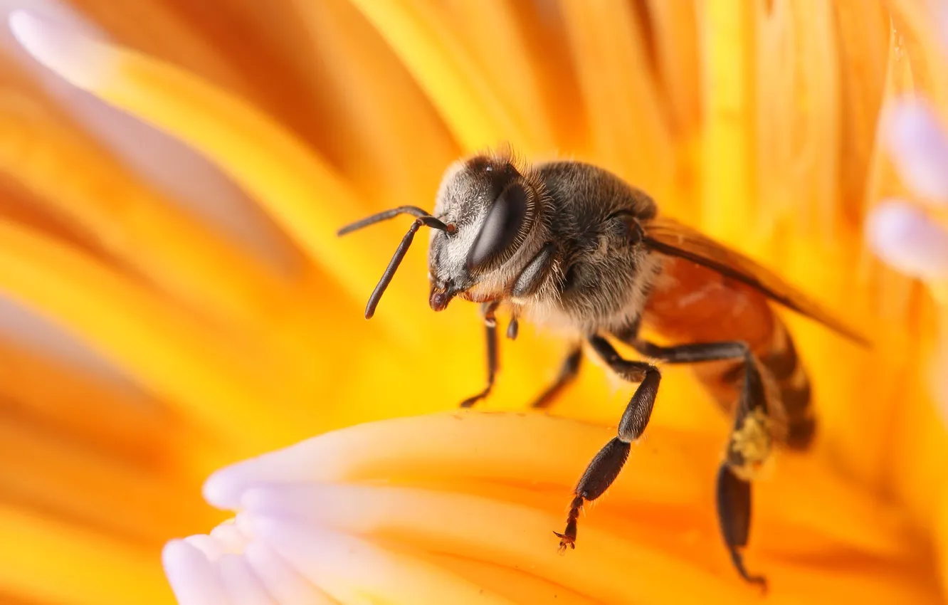 Фото обои flower, macro, bee