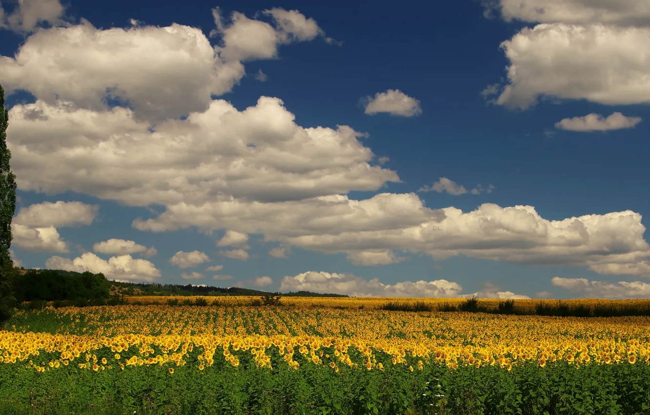 Фото обои поле, небо, облака, деревья, подсолнухи, цветы, желтый, синева