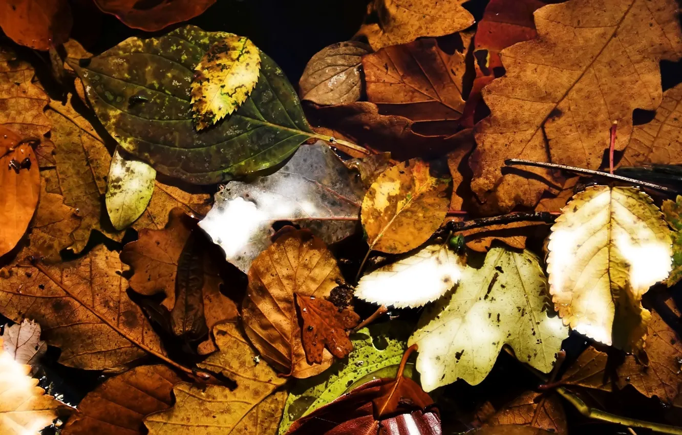 Фото обои осень, листья, природа, листва, autumn, leaves