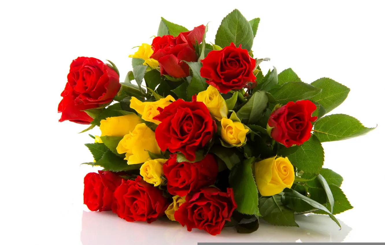 Фото обои red, flower, Rose, yellow