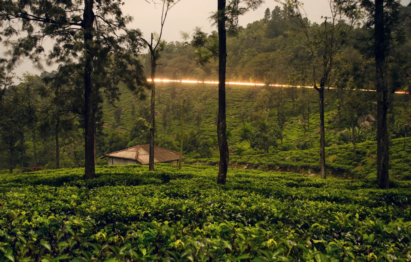 Фото обои зелень, деревья, тропики, кусты, Шри-Ланка