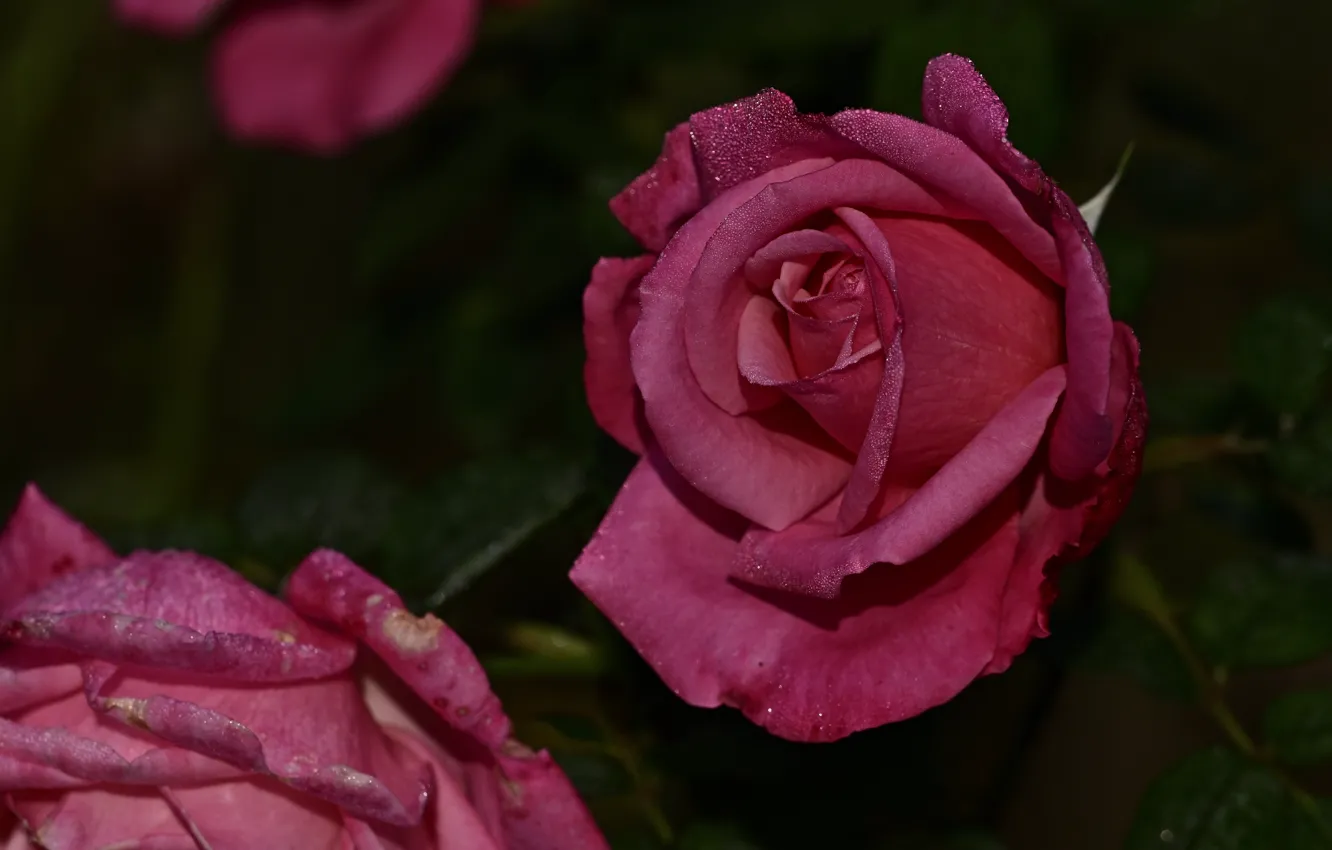 Фото обои капли, цветы, темный фон, розы, сад, розовые