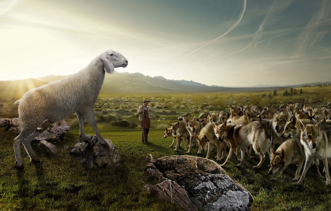 Фото обои поле, небо, природа, камни, юмор, стая, пастух, овца