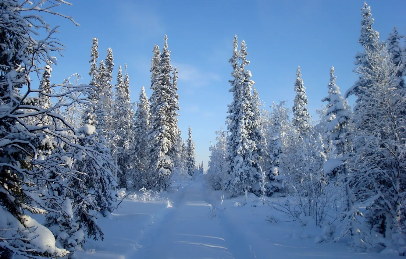Фото обои зима, дорога, лес, небо, снег, деревья
