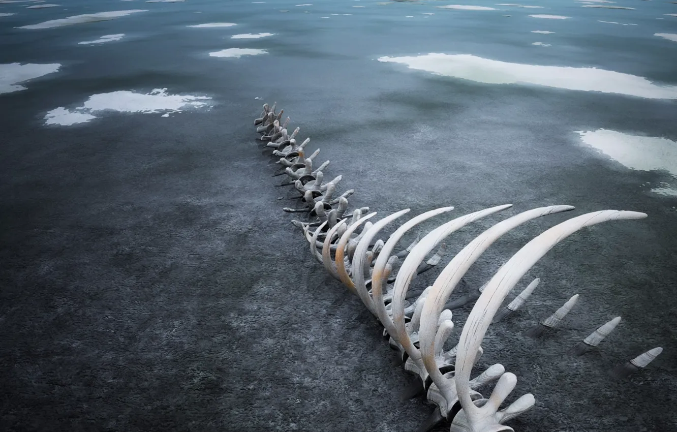 Фото обои лед, 154, кости, скелет