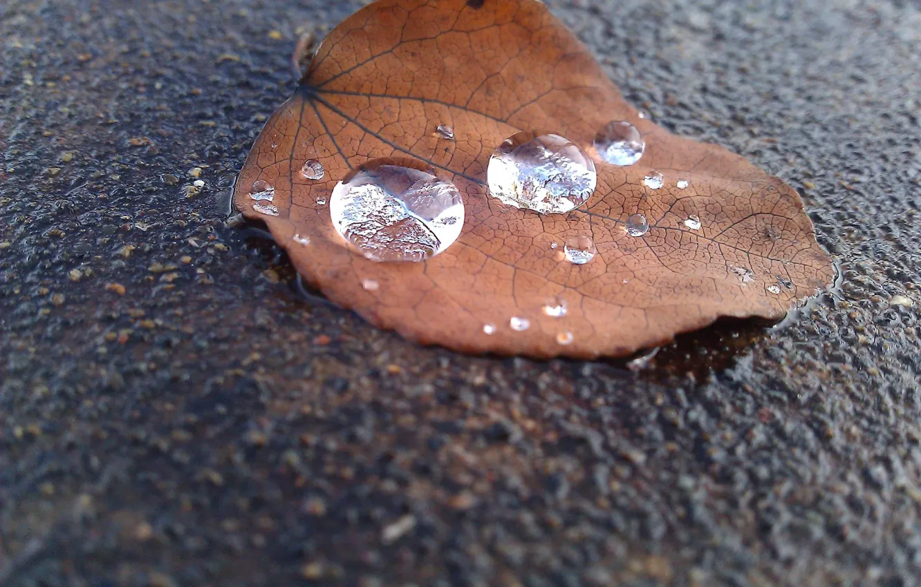 Фото обои асфальт, лист, капля дождя