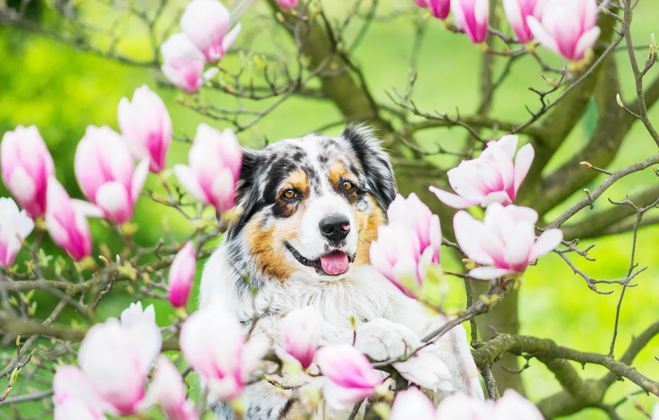 Фото обои ветки, дерево, собака, цветение, цветки, магнолия, Австралийская овчарка, Аусси