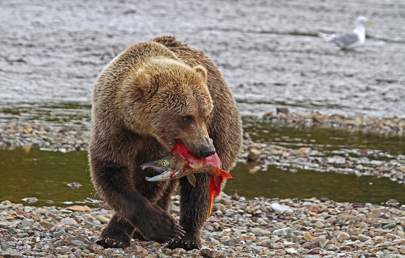 Фото обои природа, рыба, медведь