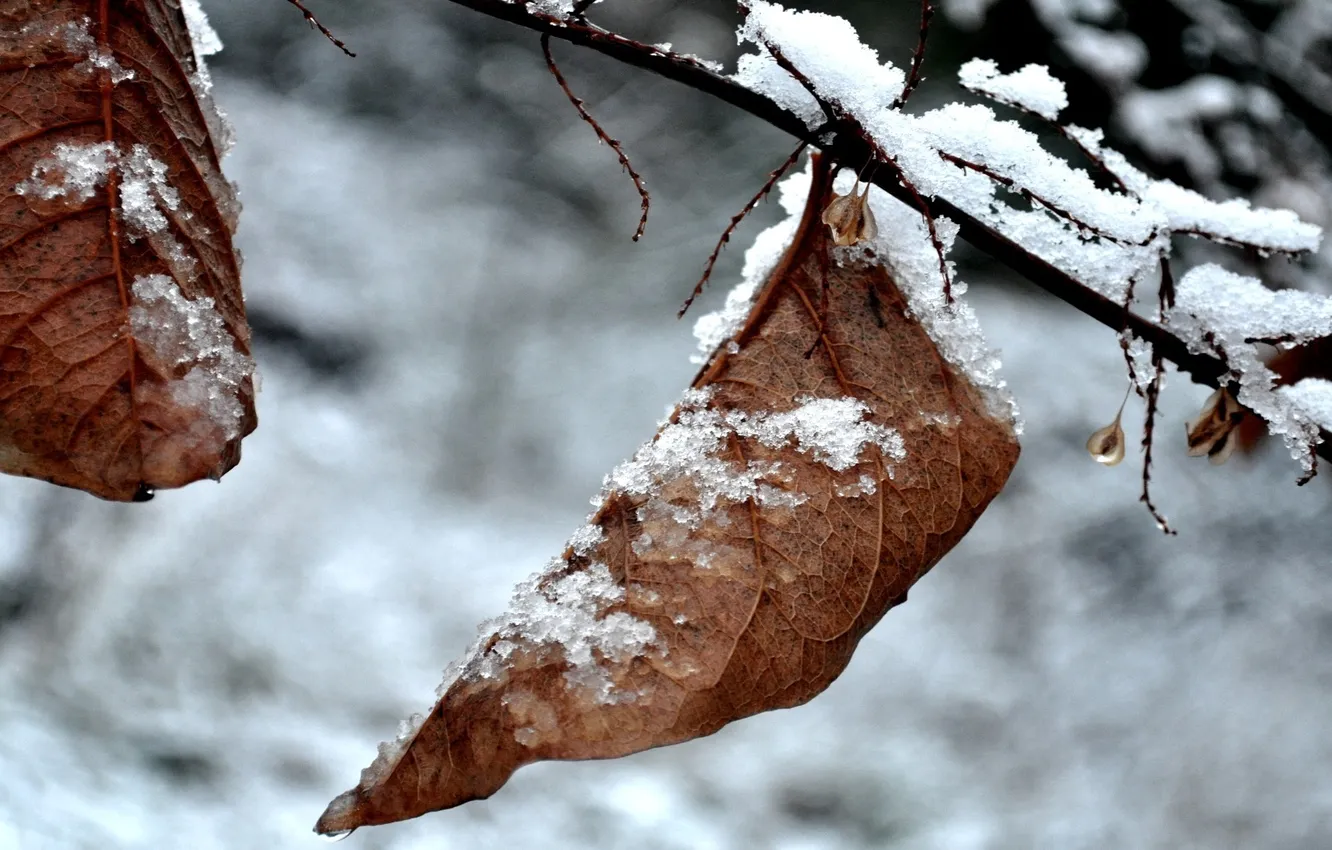 Фото обои зима, листья, макро, природа, фото, зимние фотографии