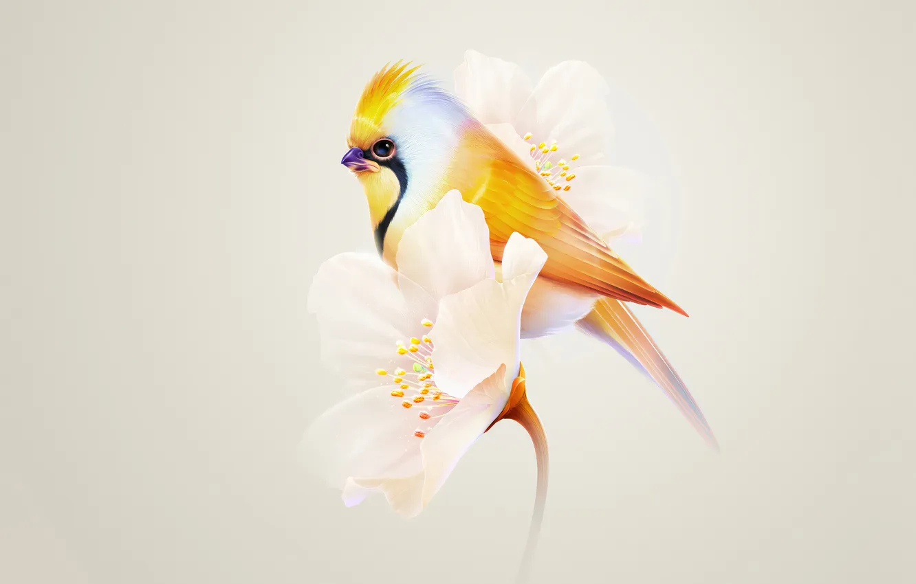 Фото обои minimal, flower, bird, sitting