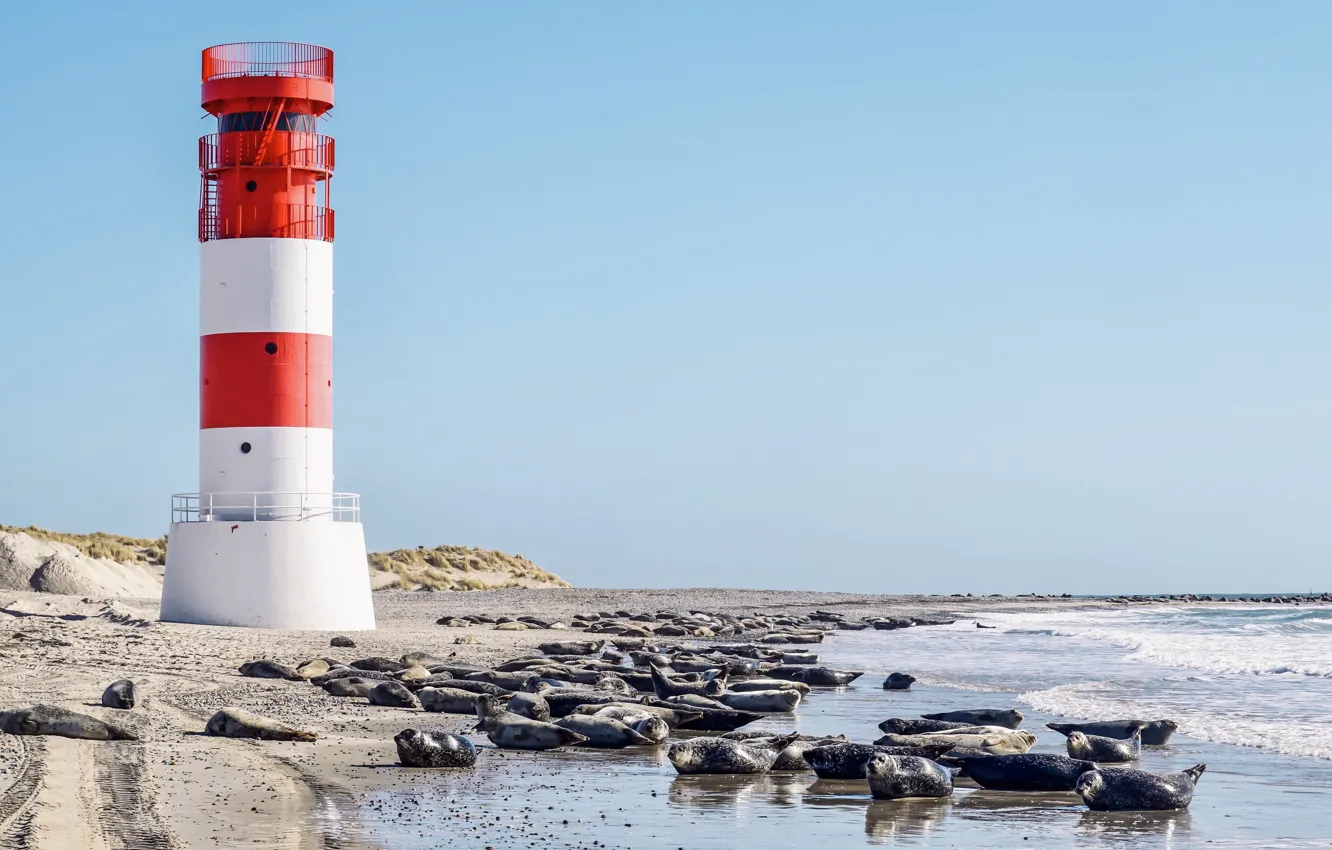 Фото обои побережье, маяк, Германия, North Sea, тюлени, Helgoland