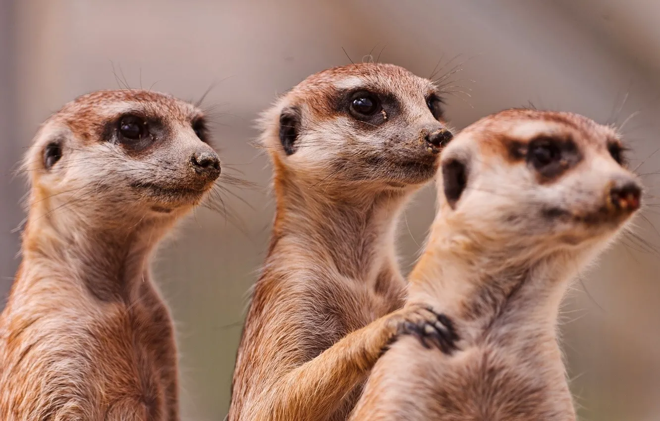 Фото обои animals, africa, three, wildlife, mammal, family, meerkats