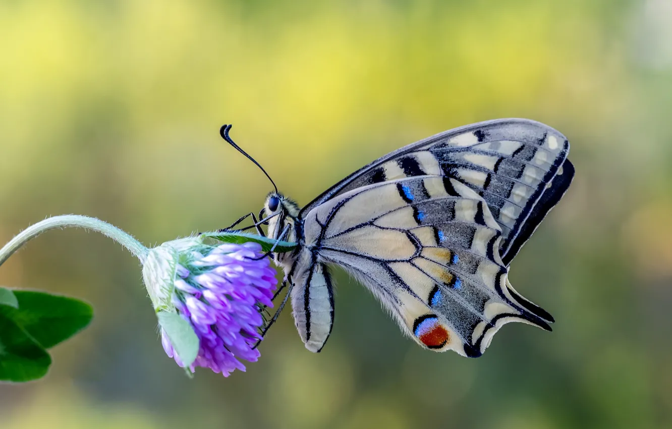 Фото обои цветок, макро, бабочка