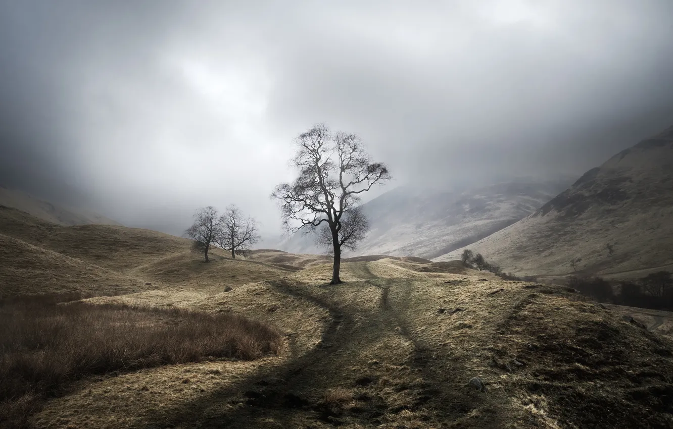 Фото обои деревья, природа, туман