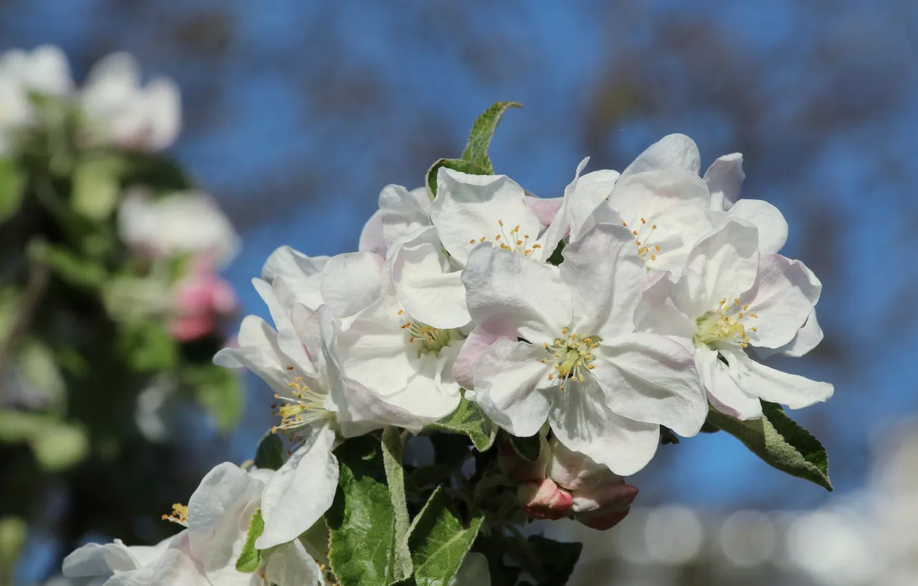 Фото обои white, flower, spring