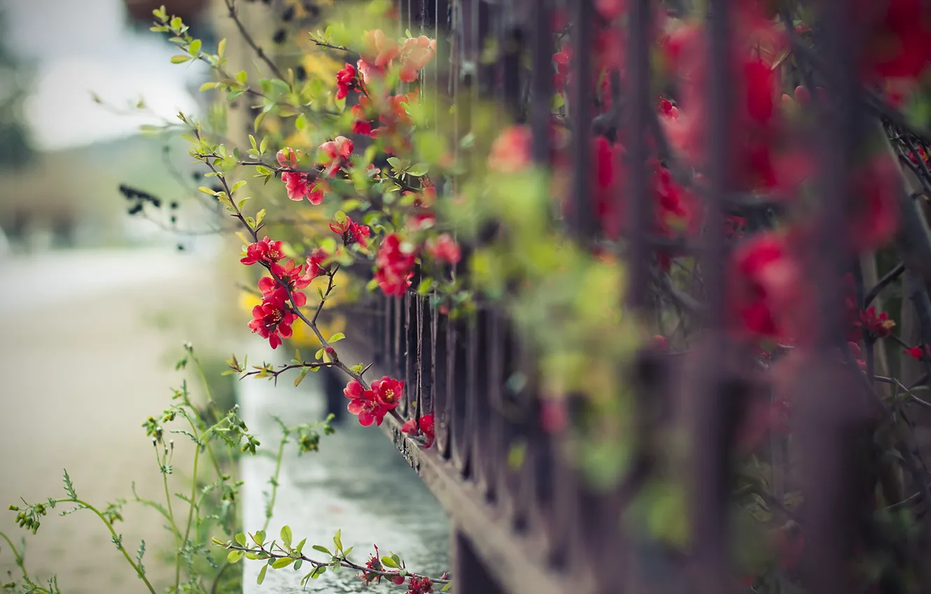 Фото обои цветы, улица, забор