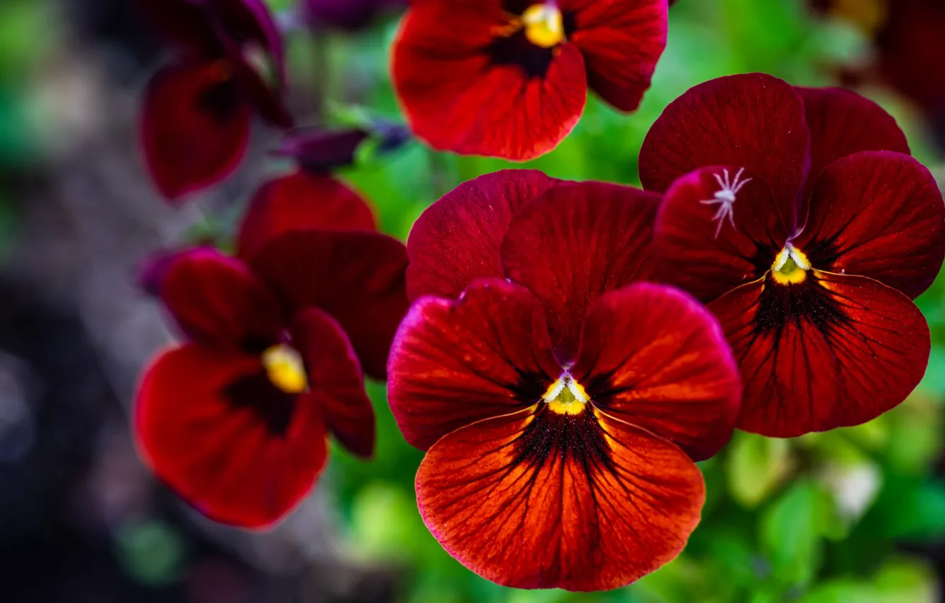 Фото обои цветы, красный, анютины глазки, виола