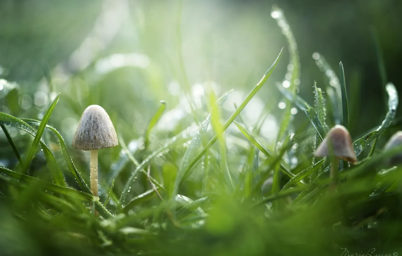 Фото обои трава, капли, макро, зеленый, роса, грибы