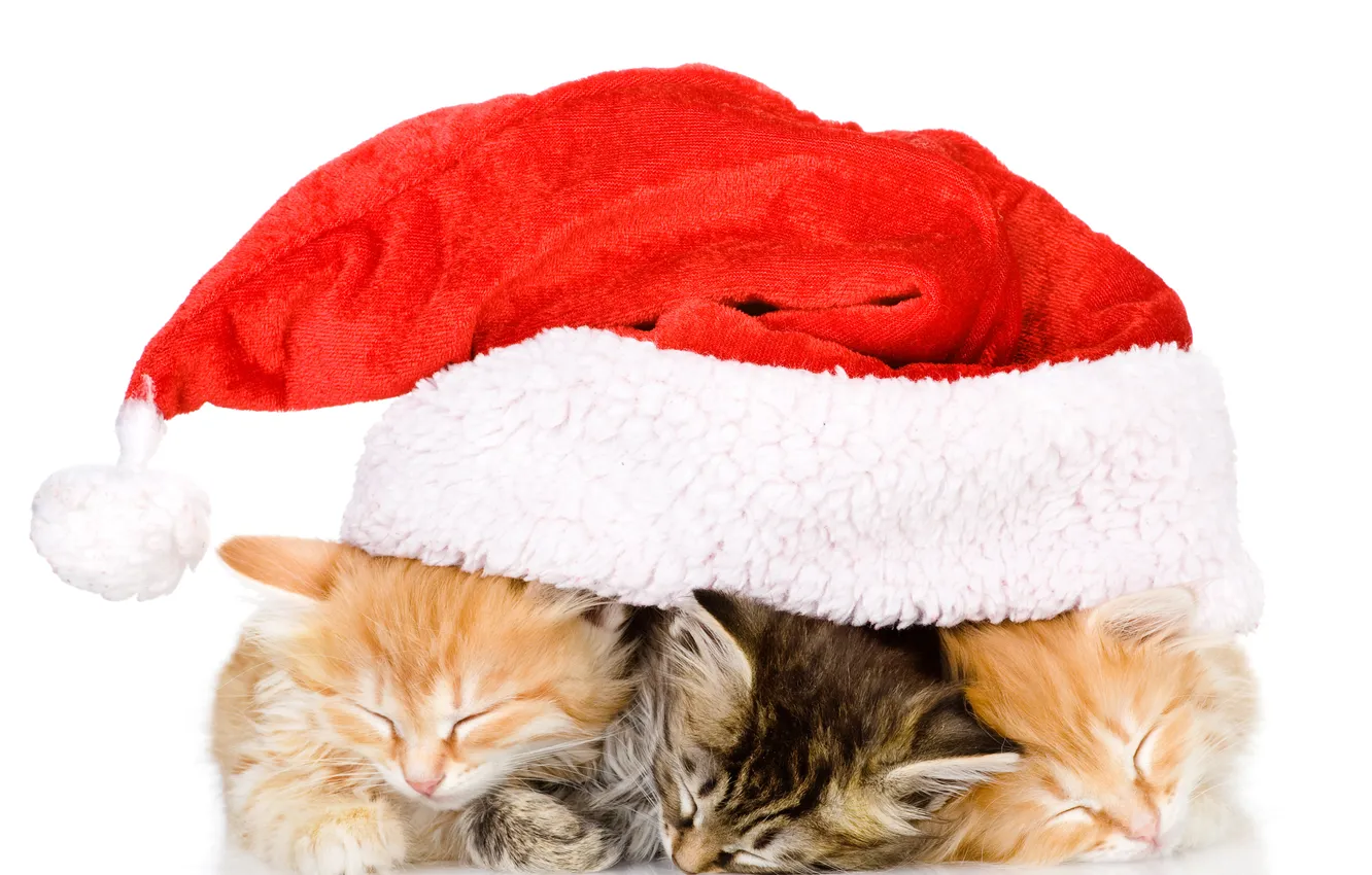 Фото обои кот, кошки, котенок, christmas, new year, праздники, новогодняя, cats