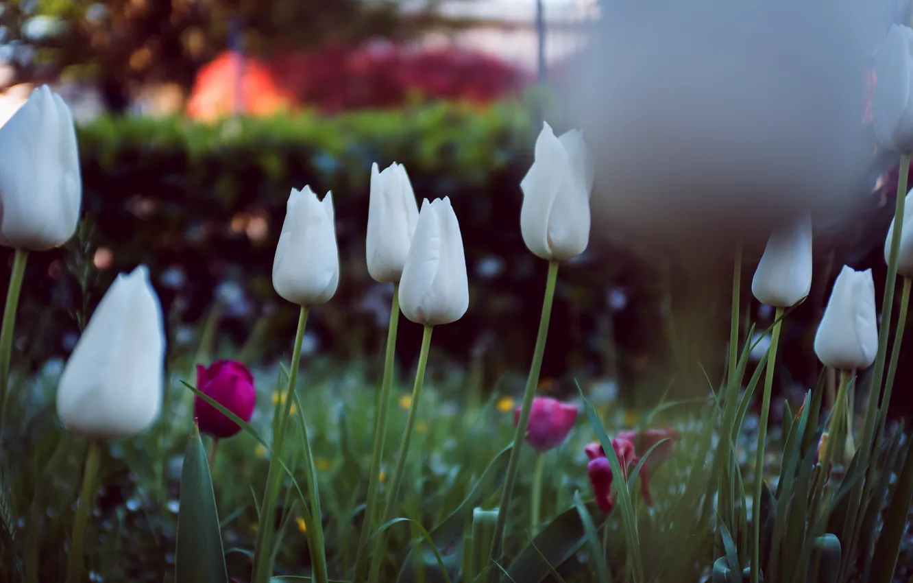 Фото обои цветы, лепестки, тюльпаны, белые