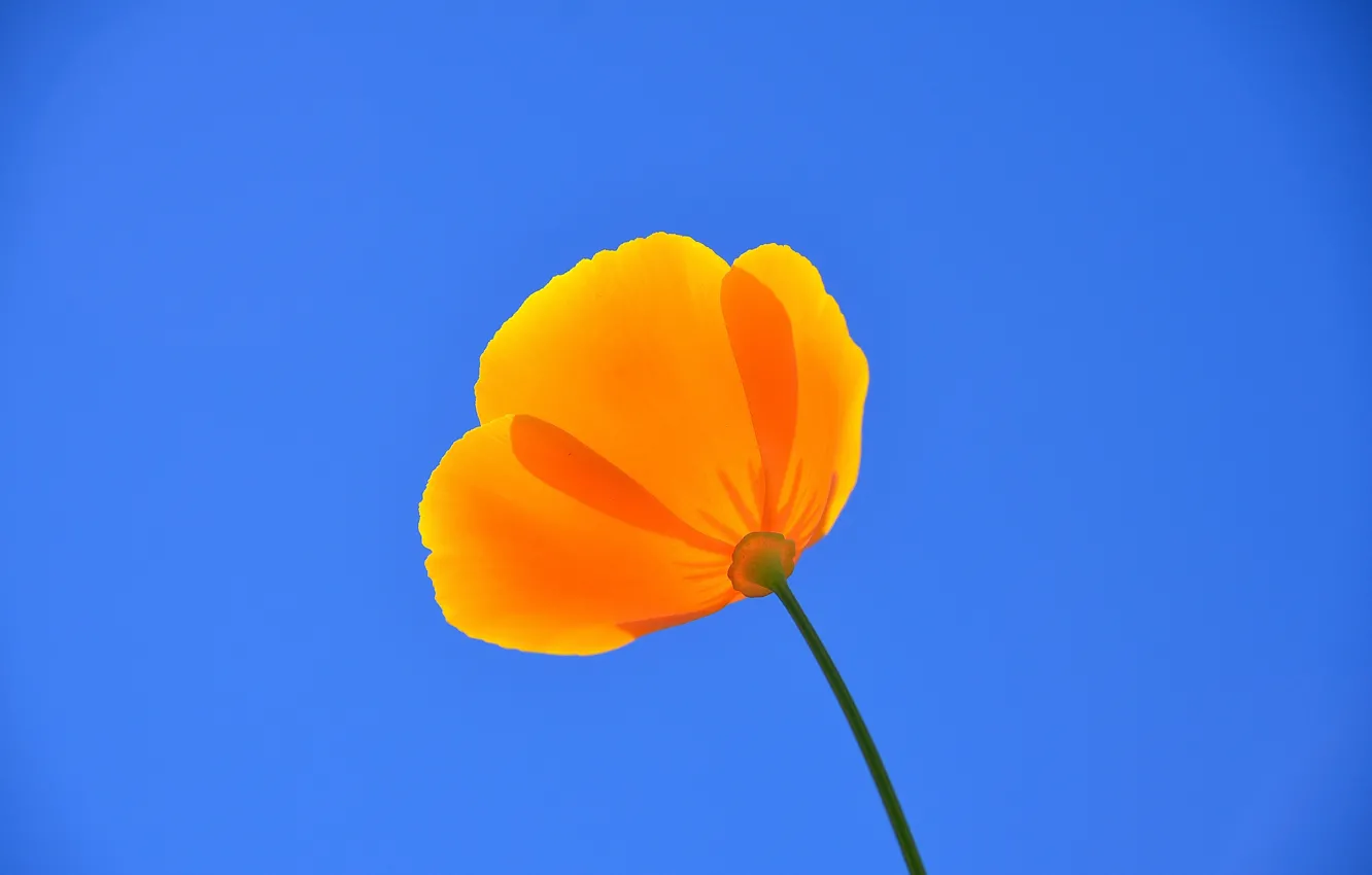 Фото обои flower, sky, blue