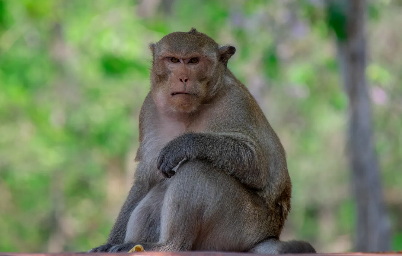 Фото обои monkey, forest, funny, leader