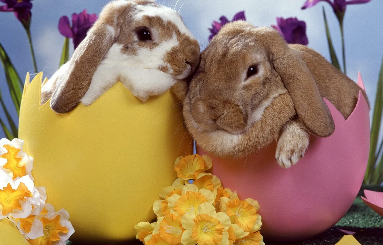 Фото обои цветы, яйца, Кролики, пасха