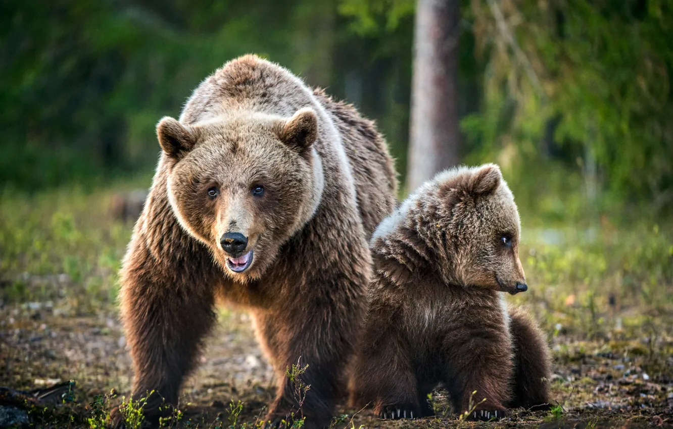 Фото обои медведи, медвежонок, медведица