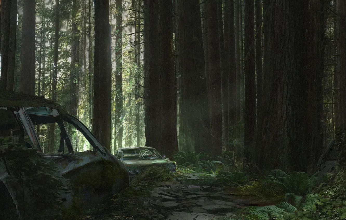 Фото обои лес, заросший, blake rottinger, overgrown