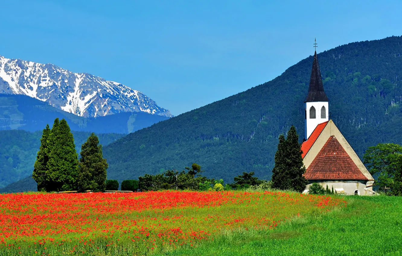 Фото обои деревья, цветы, горы, маки, Австрия, Альпы, луг, церковь
