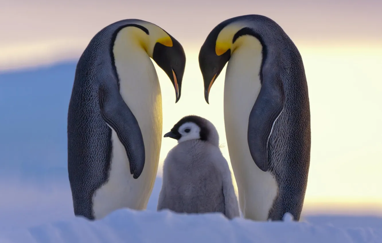 Фото обои снег, пингвины, семья, север