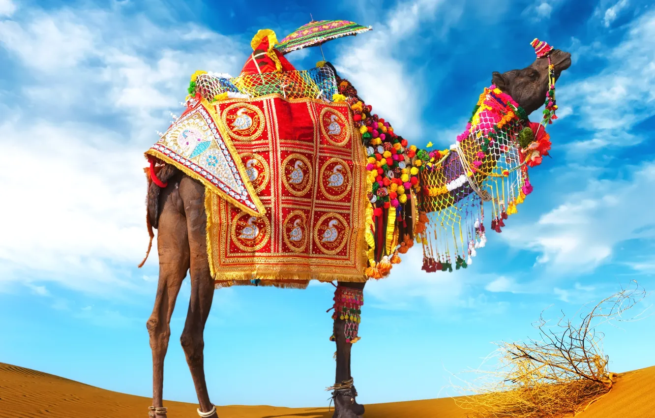 Фото обои песок, зонт, врблюд