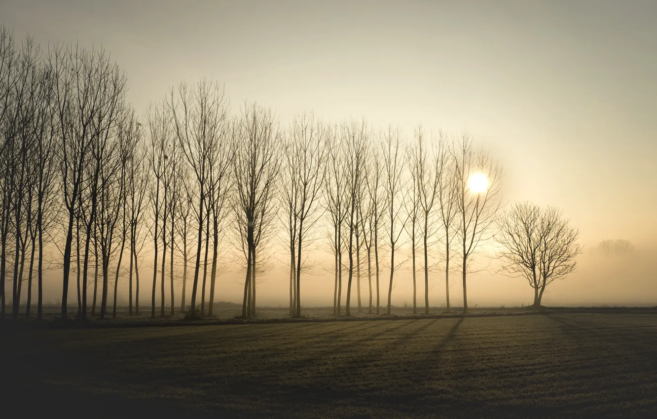 Фото обои деревья, закат, туман