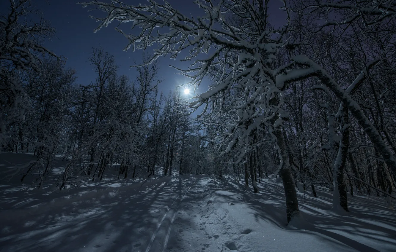 Фото обои зима, дорога, лес, свет, снег, ночь, луна