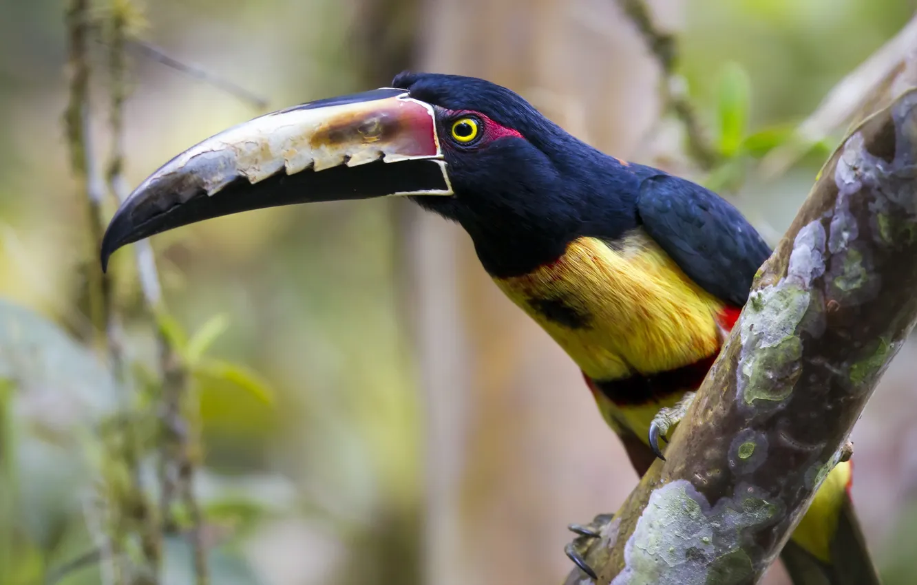 Фото обои Costa Rica, Aracari, birdwatching