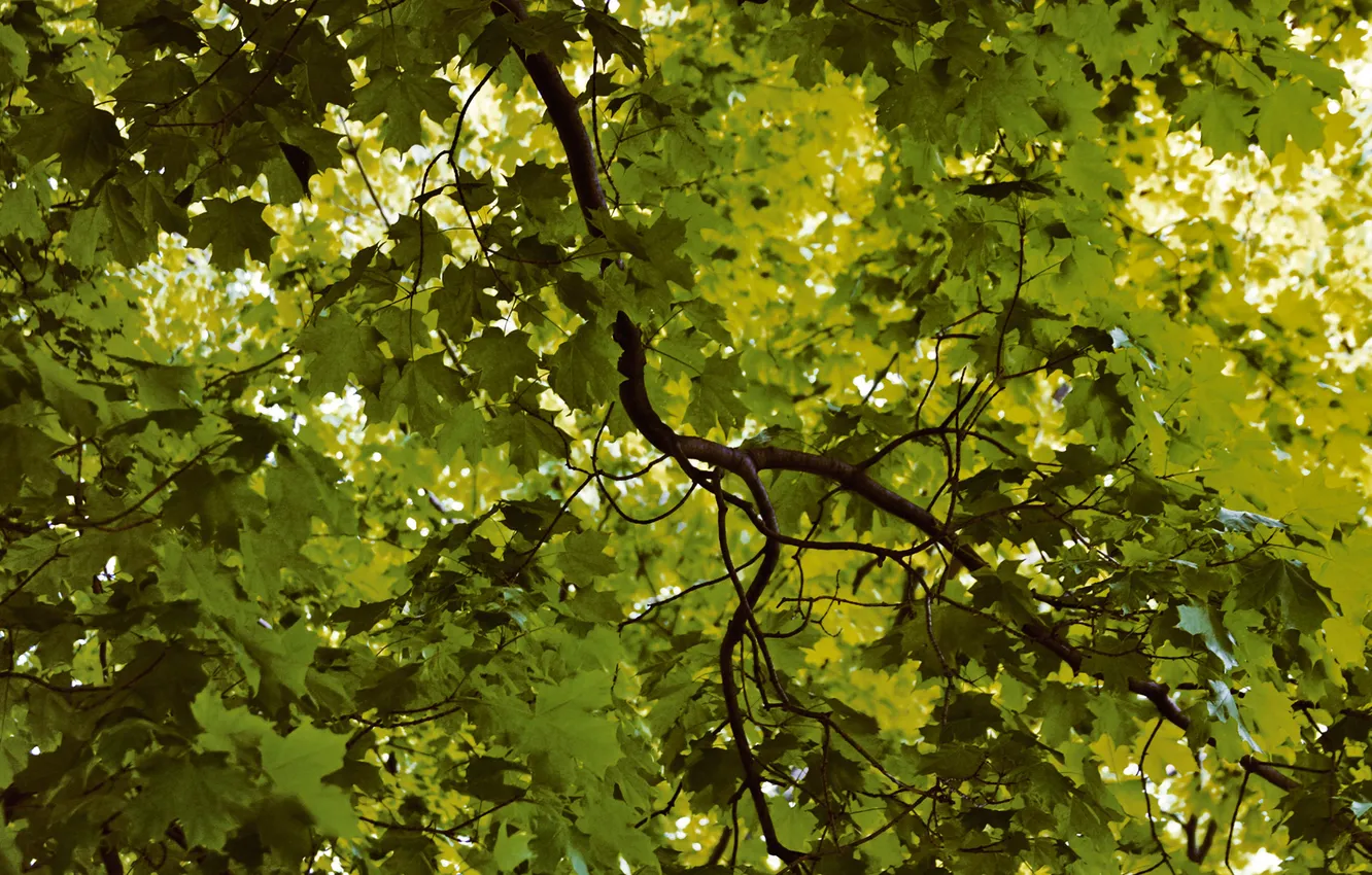Фото обои листья, природа, фото, дерево
