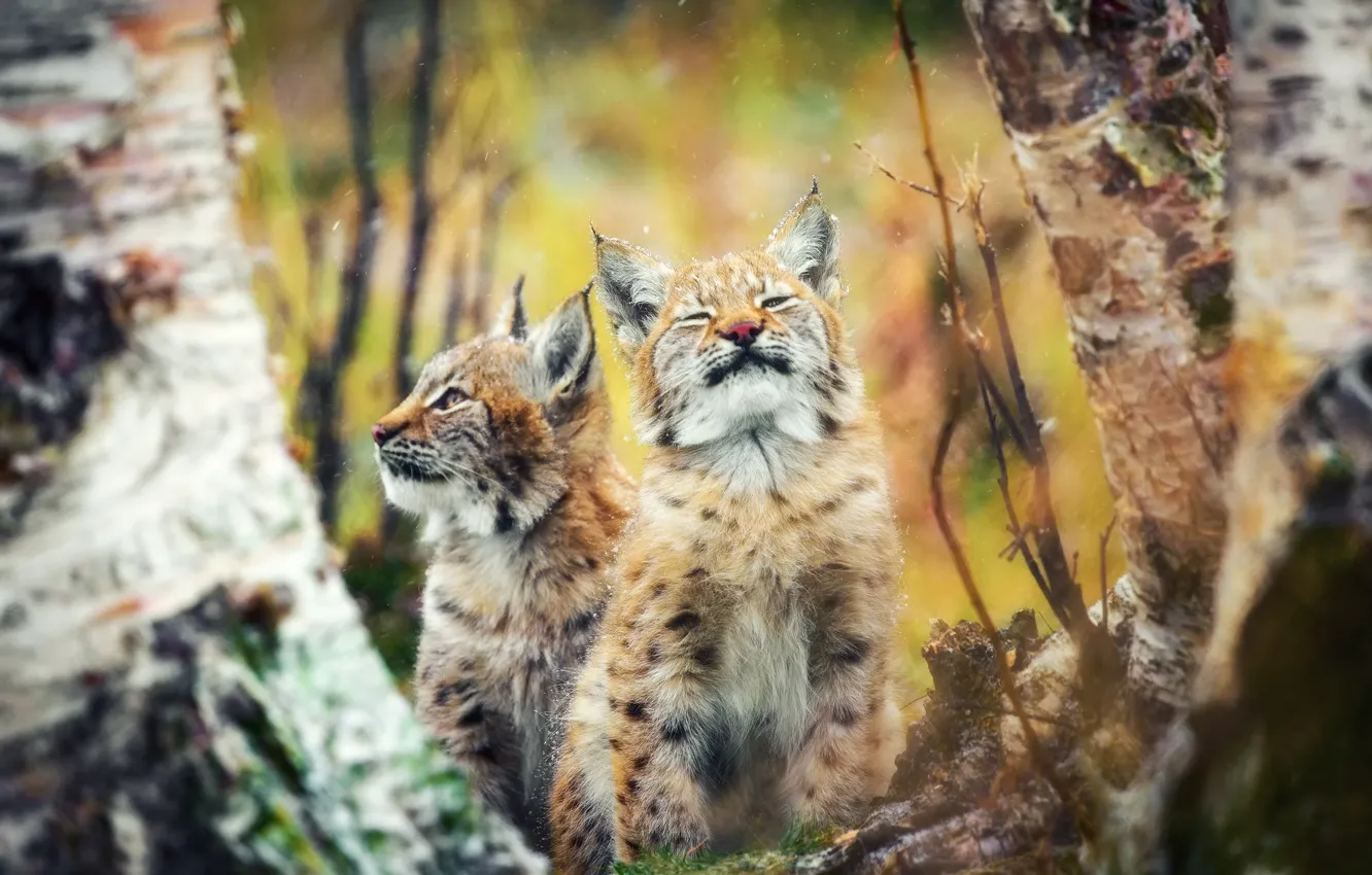 Фото обои осень, лес, кошки, котята, рысь