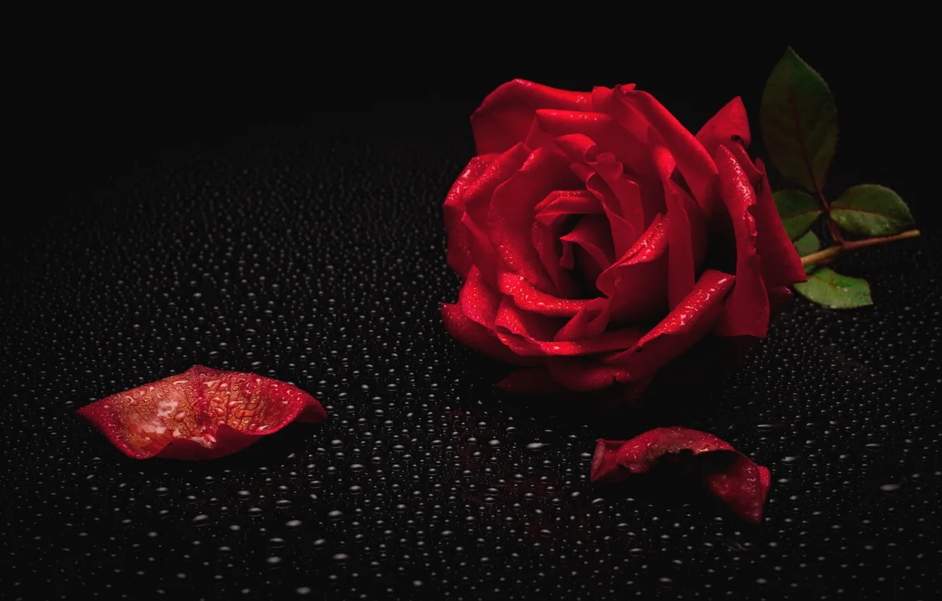 Фото обои роса, роза, красная роза, чёрный фон, капли воды