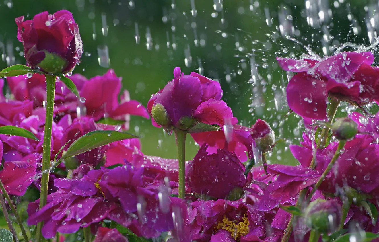 Фото обои цветок, капли, макро, цветы, дождь, поляна, стебель, flower