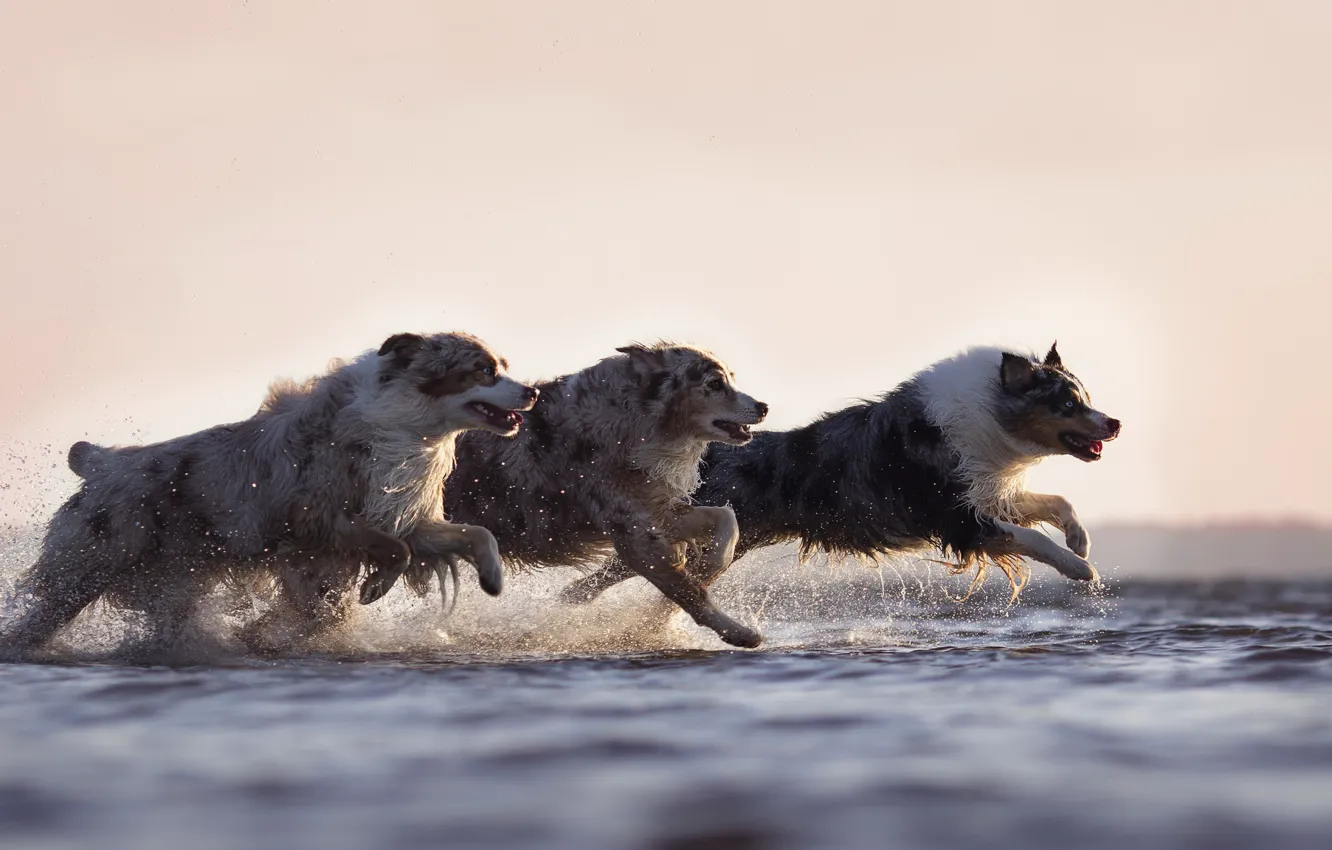 Фото обои собаки, вода, бег