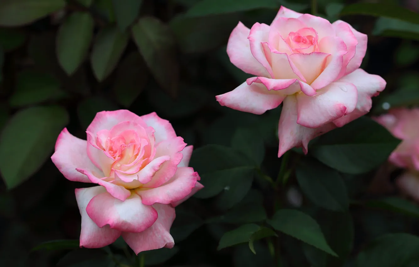 Фото обои листья, цветы, розы, сад, розовые, дуэт
