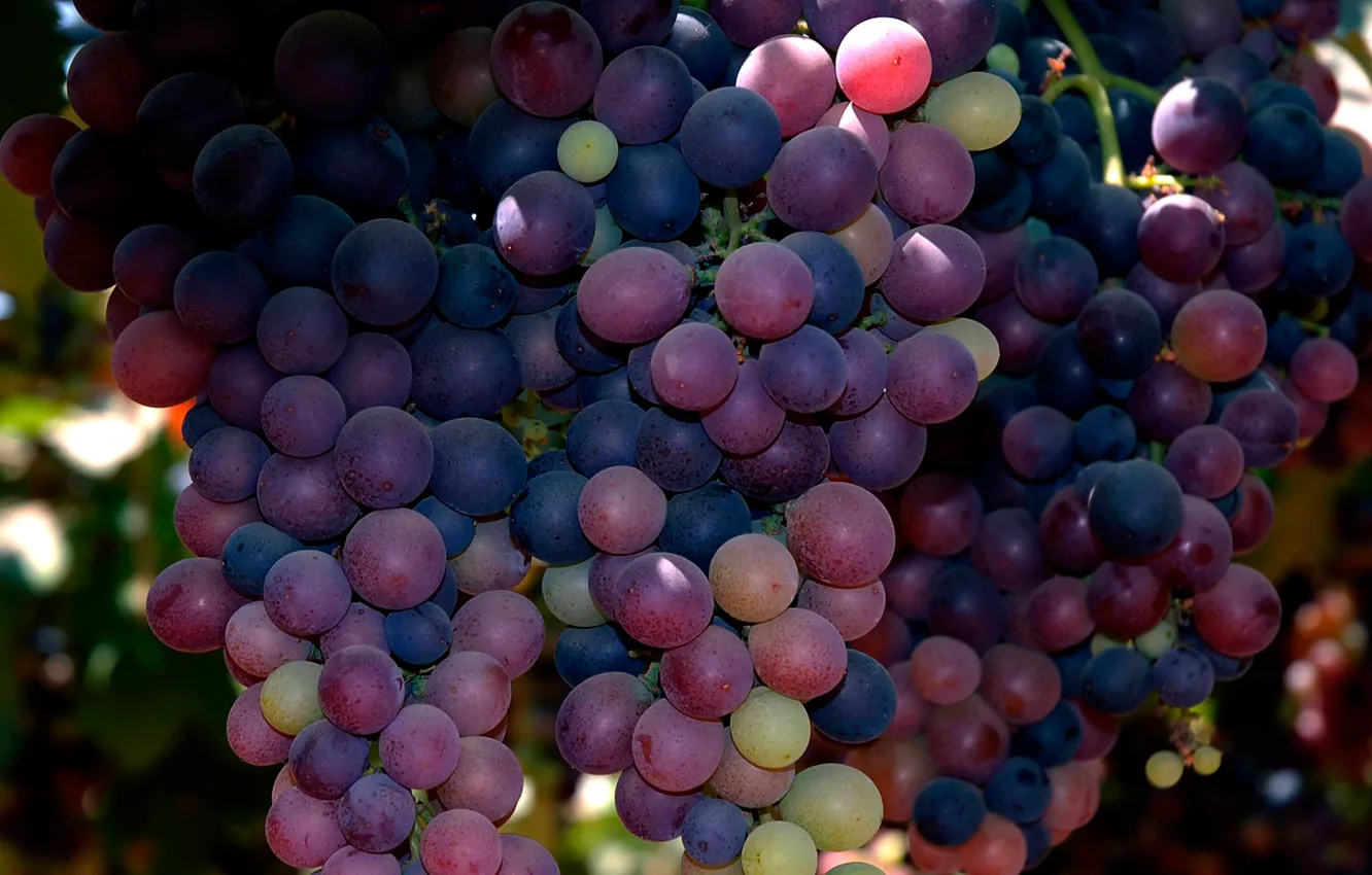 Фото обои макро, виноград, гроздь