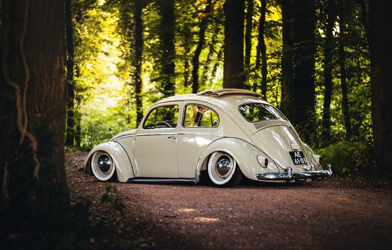 Фото обои Volkswagen, wheels, sunshine, forest, road, trees, rear, Beetle