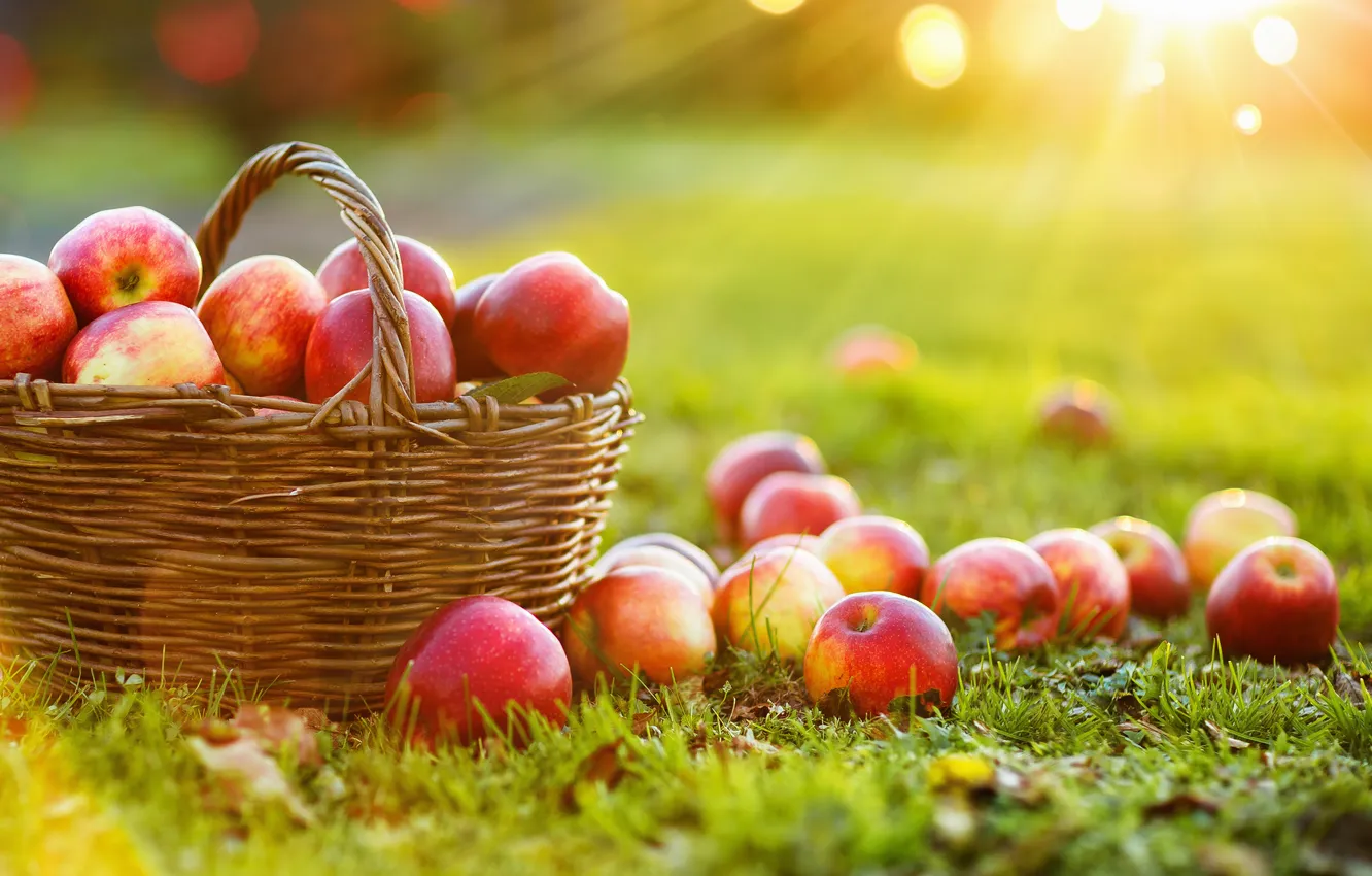 Фото обои apple, autumn, color, apples, branch, basket, closeup, agriculture