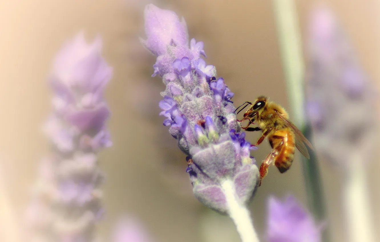 Фото обои цветы, пчела, размытость, лаванда