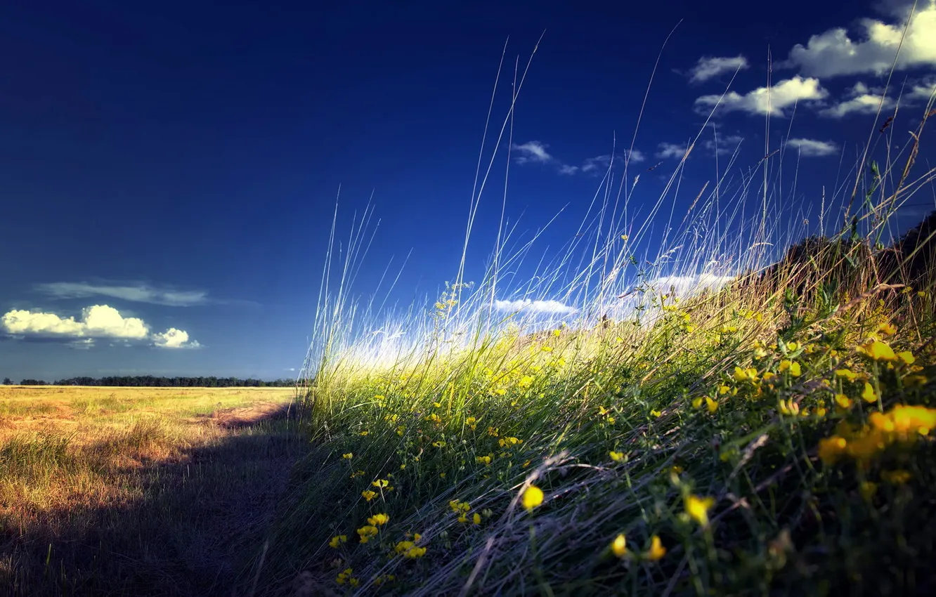 Фото обои поле, небо, трава, пейзаж, природа