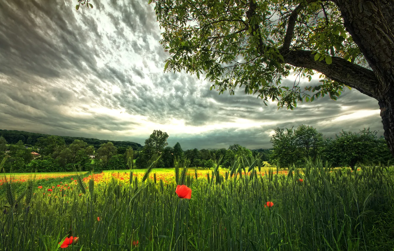Фото обои поле, небо, облака, природа, дерево, маки, колоски, серые